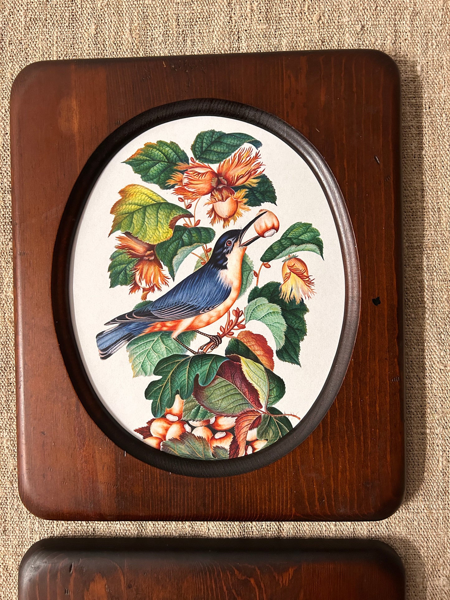 Bird Prints in Vintage Wood Oval Frames